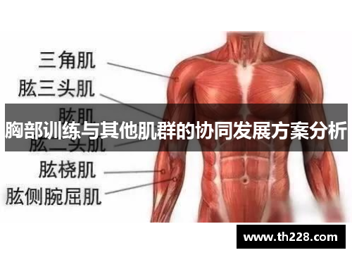 胸部训练与其他肌群的协同发展方案分析